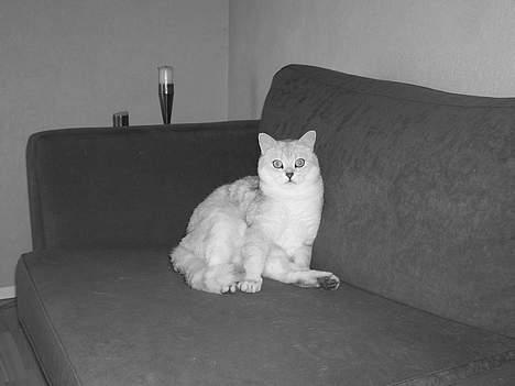 British Shorthair Skrumle billede 9