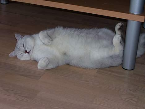 British Shorthair Skrumle billede 10