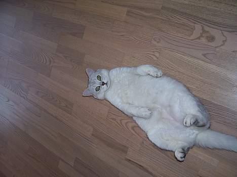 British Shorthair Skrumle billede 11