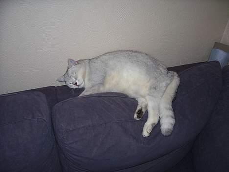 British Shorthair Skrumle billede 13