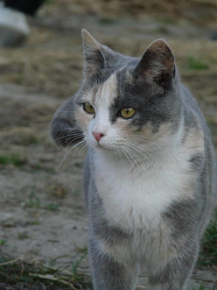 Blanding af racer sally billede 1