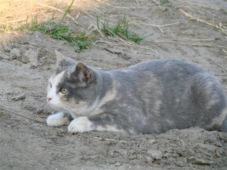 Blanding af racer sally billede 2