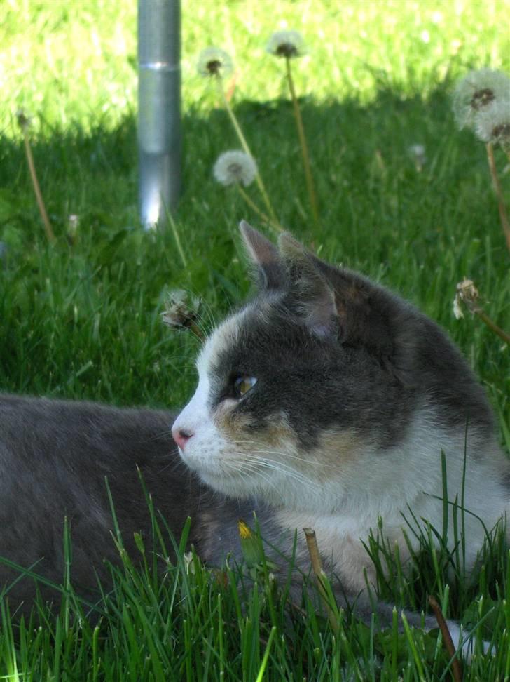 Blanding af racer sally billede 3