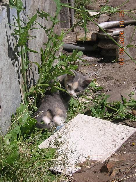 Blanding af racer sally billede 4