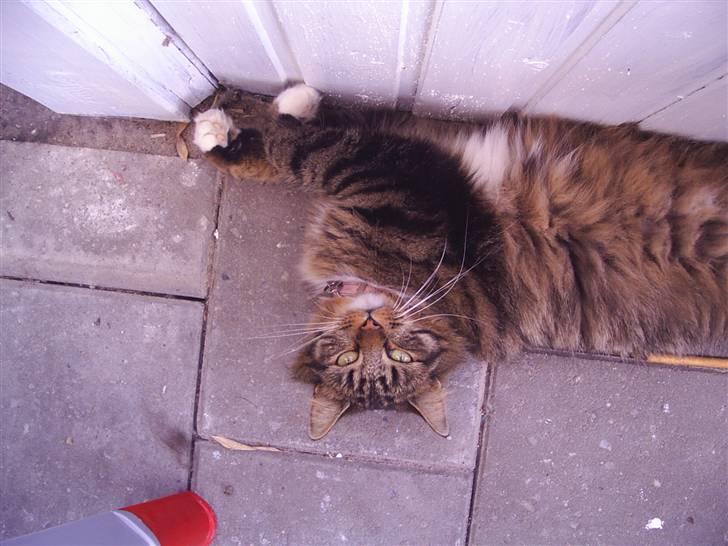 Norsk Skovkat Jane  billede 14