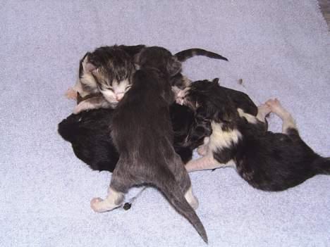 Norsk Skovkat Jane  - Nyfødte killinger d 22/6 billede 15