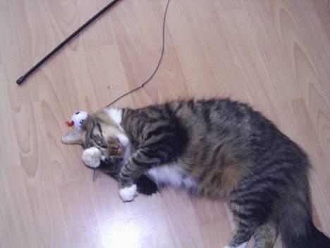 Norsk Skovkat Jane  billede 17