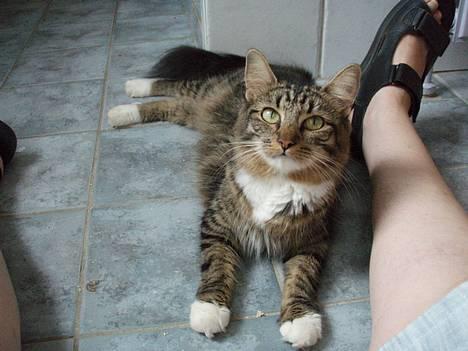 Norsk Skovkat Jane  billede 18