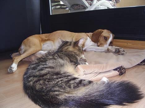 Norsk Skovkat Jane  billede 19