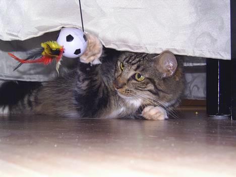 Norsk Skovkat Jane  billede 20