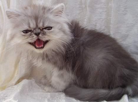 Perser Well-Done´s Sofus  - Se jeg kan også smile billede 2