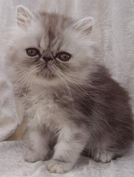 Perser Well-Done´s Sofus  - Er jeg ikke lækker billede 3