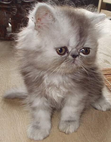 Perser Well-Done´s Sofus  - blir så genert af al den blitzen ;-) billede 4