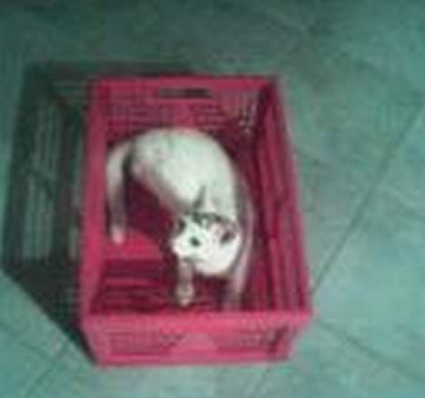 Huskat ** Killer ** (Bortløbet) - Kasse Killer....  Beklager den dårlige kvalitet... billede 17