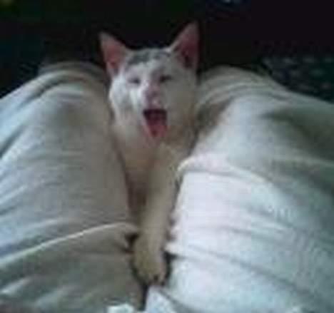 Huskat ** Killer ** (Bortløbet) - Trætte Killer..... Beklager den dårlige kvalitet.... billede 18