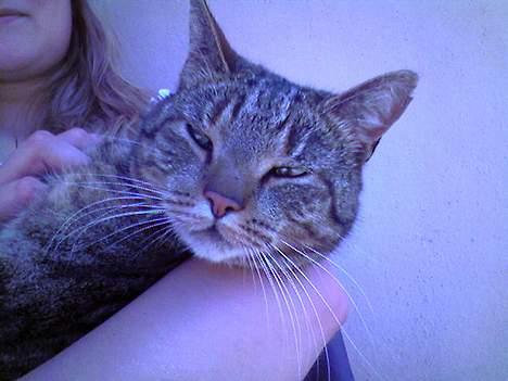 Huskat  * (¯`'PJÆVS'´¯) * billede 12