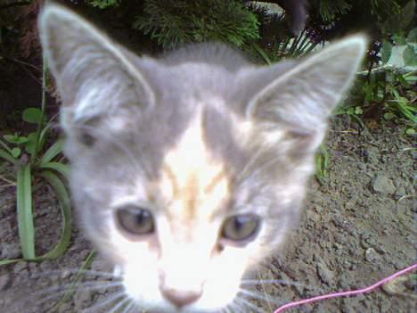 Huskat  * (¯`'RAJA'´¯) * billede 15