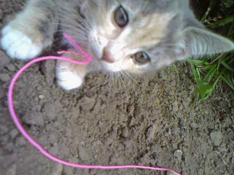 Huskat  * (¯`'RAJA'´¯) * - Min første tur i haven... billede 16