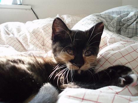 Blanding af racer Mango billede 6