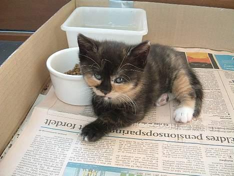 Blanding af racer Mango - 6 uger gammel! billede 7