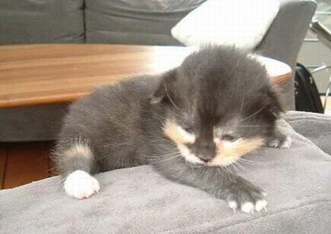 Blanding af racer Mango - Sådan så jeg ud i salgsannoncen! Min mor forelskede sig i mig med det samme... billede 8