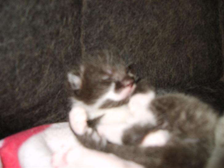 Blanding af racer Freja billede 9