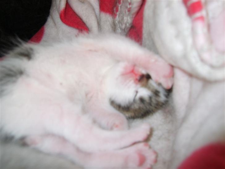 Blanding af racer Freja billede 10