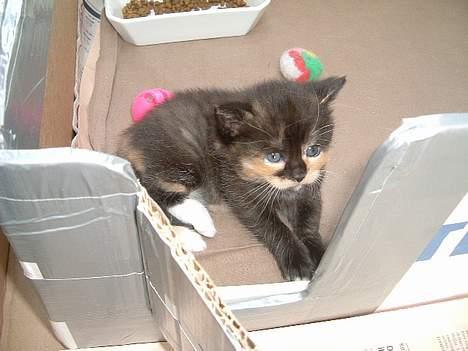 Blanding af racer Mango billede 9