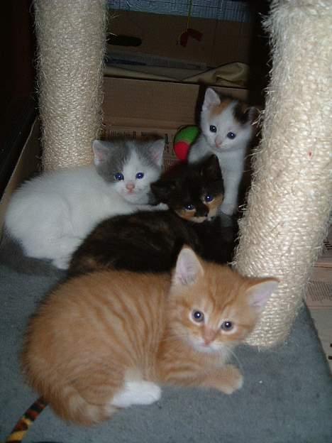 Blanding af racer Mango billede 10