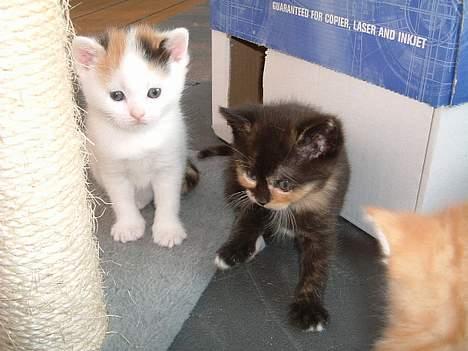 Blanding af racer Mango billede 11