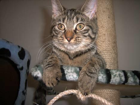 Huskat Mille - Hej - jeg hedder Mille. Velkommen til min profil. billede 1