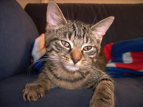 Huskat Mille - Har lige ligget og sovet billede 2