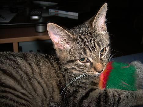 Huskat Mille - Leger lige, så forstyr mig ikke billede 3