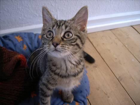 Huskat Mille - Hvad har du der? billede 4