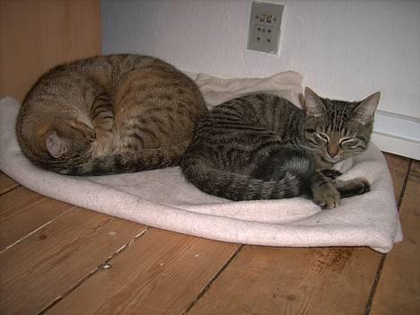 Huskat Mille - Molly og mig er blevet gode venner *NYT* billede 5