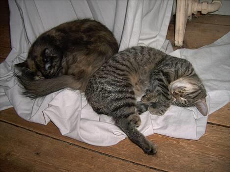 Huskat Mille - Her ligger jeg og putter sammen med Raja *NYT* billede 6