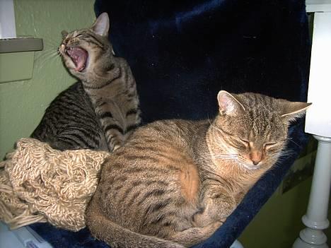 Huskat Mille - Her ligger jeg sammen med Molly på radiatorsengen.....vi er bare så trætte *NYT* billede 7