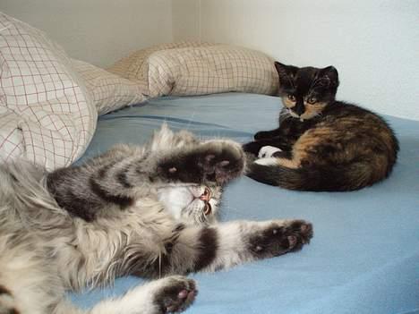 Blanding af racer Mango billede 12