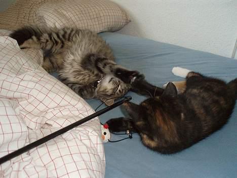 Blanding af racer Mango billede 13