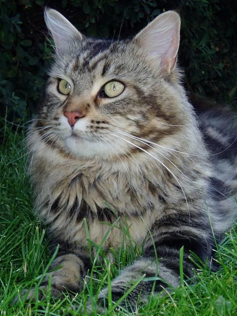 Maine Coon DK Lykkens Marcel - Marcel sept 06 billede 1