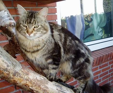 Maine Coon DK Lykkens Marcel - Marcel 1½ år billede 3