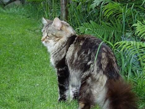 Maine Coon DK Lykkens Marcel - På tur i min indhegnede have billede 4