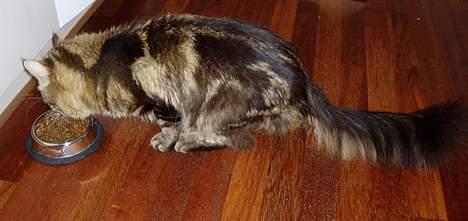 Maine Coon DK Lykkens Marcel - Lidt sulten er man vel altid billede 6