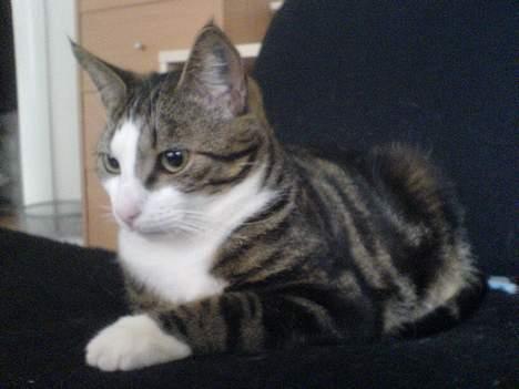 Huskat Tansor - jeg vil IKKE kigge på det kamera! JEG GØR DET IKKE!! billede 13