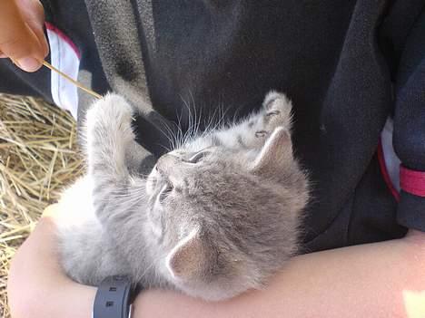 Huskat Bulder og Emil - De vokser sig større og større og er blevet rigtig legesyge billede 12