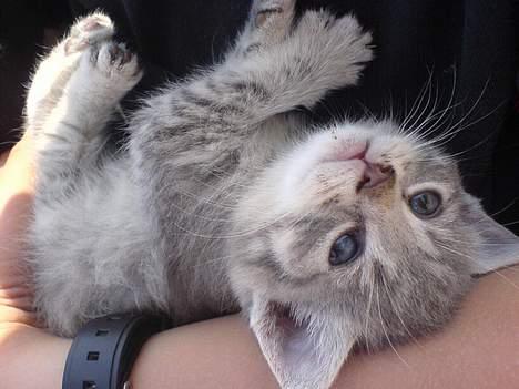 Huskat Bulder og Emil - De elsker at ligge og putte og lege lidt, når de ikke ligger hos mor :) billede 13