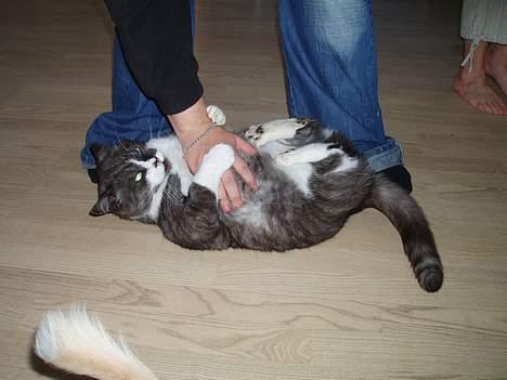 Huskat Bamse *død 14/9-2010* billede 7