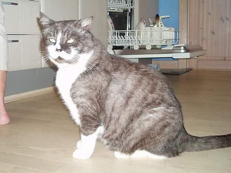 Huskat Bamse *død 14/9-2010* billede 8