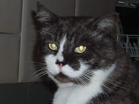 Huskat Bamse *død 14/9-2010* billede 9