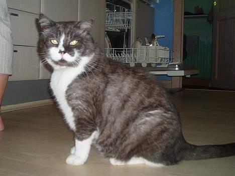 Huskat Bamse *død 14/9-2010* billede 10